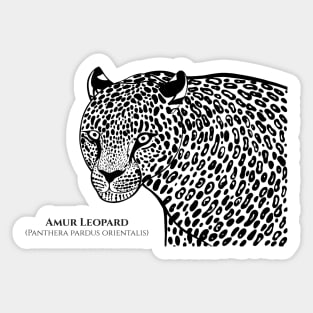 Amur Leopard with Common and Latin Names - animal design Sticker